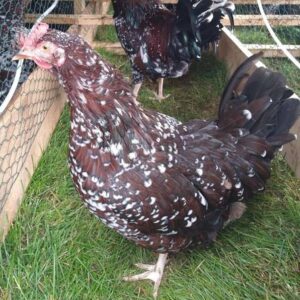 Naturally Raised Speckled Sussex Layer Hens