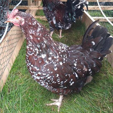 Naturally Raised Speckled Sussex Layer Hens