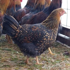 Naturally Raised Gold Laced Wyandotte Roosters and Hens