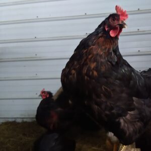 Naturally Raised Black Star Laying Hens
