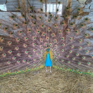 Indian Blue Peacock Male